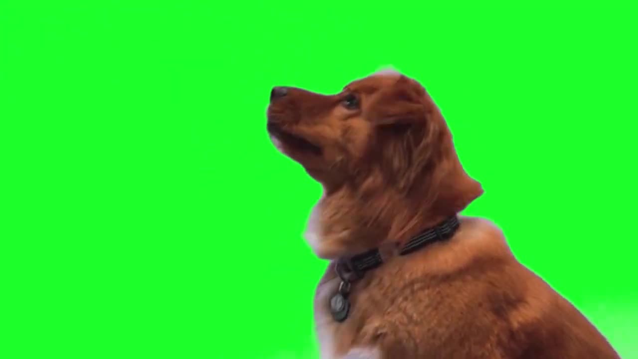 Green Screen Dog Training