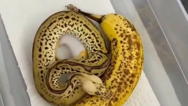 Banana and snake in one bowl