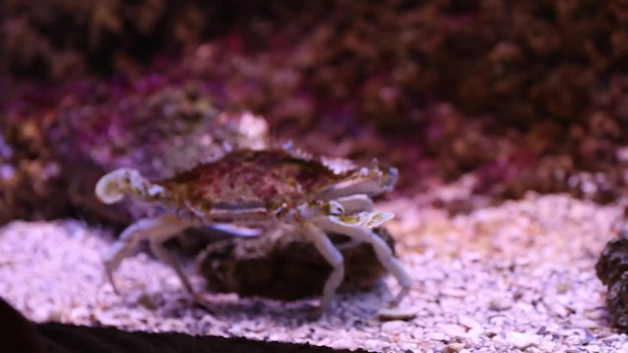 a toddler looking at crab at the aquarium