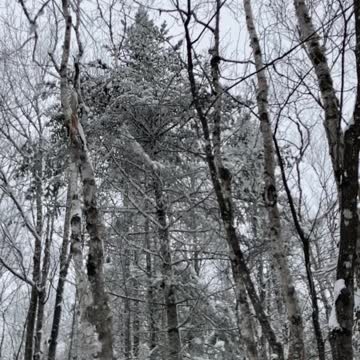 Trees are frosted it’s so cold here