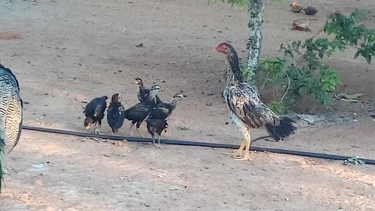 The peacock stealing the show.