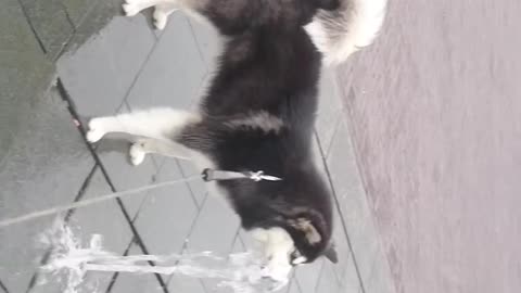 Husky dog wants to bite the water very funny