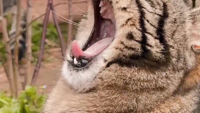 Very cute sleepy cat