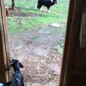 Cabra bebé abre la puerta, es detenida por Border Collie
