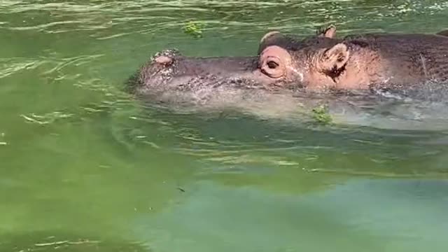 Strong hippopotamus frolicking in the water