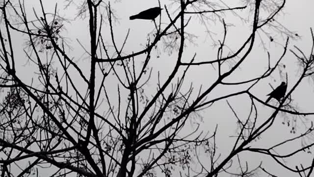 Crow 🕊️ Video By Kingdom of Awais