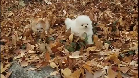 Cute dog video