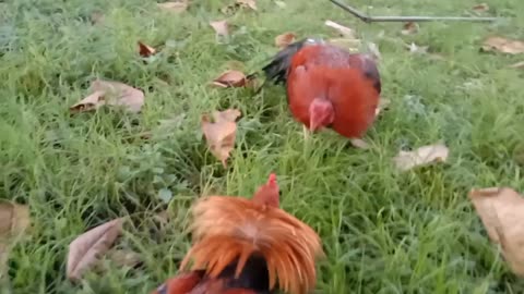 Funny Cockfighting - Stop It!