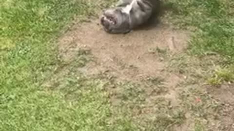 French bulldog has his own idea of a mud bath