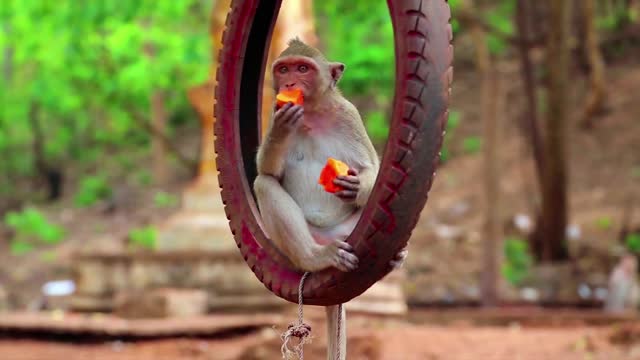 enjoying food on wheel