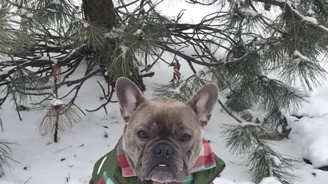 Grey french bulldog sits in snow in green vest