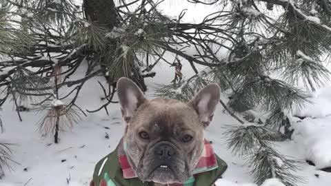 Grey french bulldog sits in snow in green vest