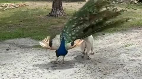 Goat vs peacock fight ||