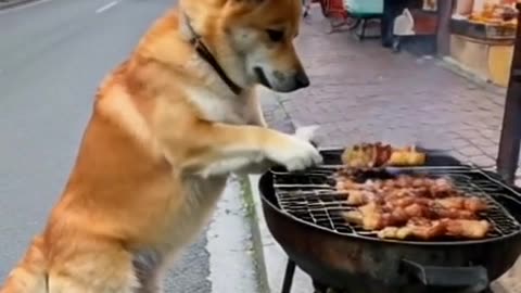 cooking dog