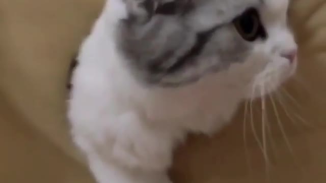 heiheihei, this is a game-loving cat, super smart