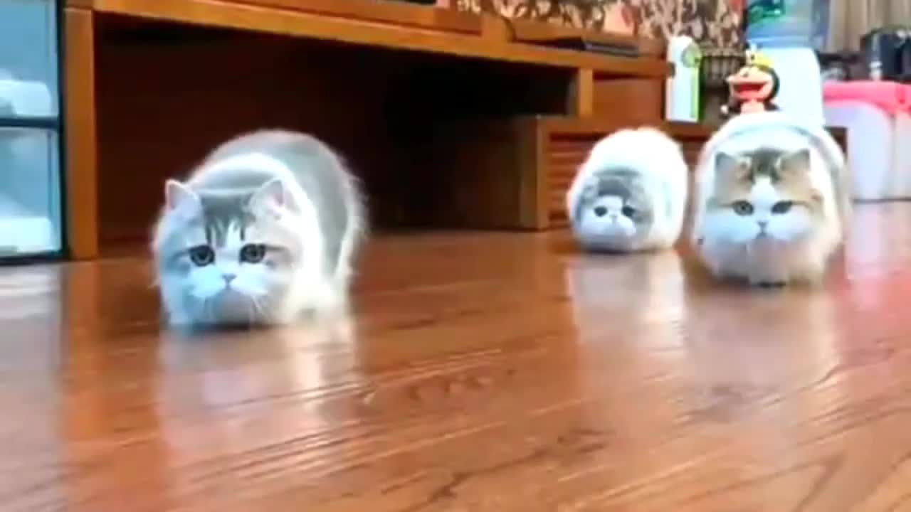 Funny cat videos 😺 kitten meowing