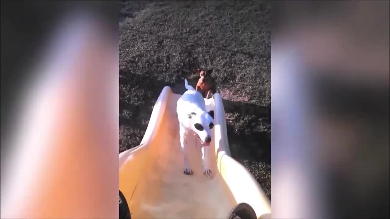 Funny dogs tries to run up a slide