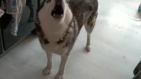 This husky loves it so much.