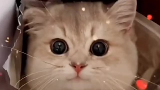 Cat cute video compilation #fuunyvideoanimals