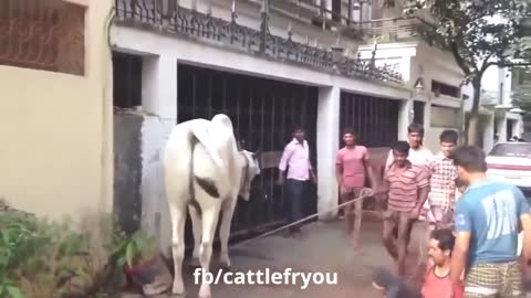 Animal Intant Karma 🤣🤣