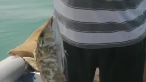 Fish in the bahrain sea