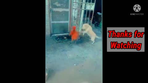 Dog vs chicken fight, Funny Dog Fight Video.