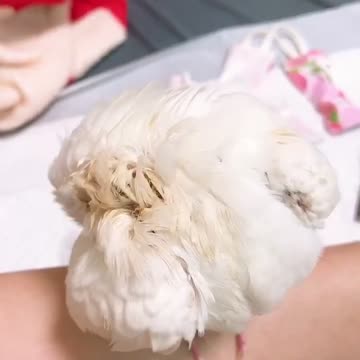 Minibuger cockatiel 8