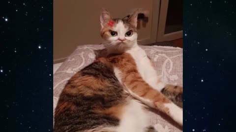 Old Kitty