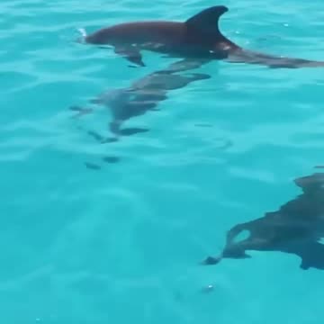 Wild Dolphin Visits His Dog Best Friend Every