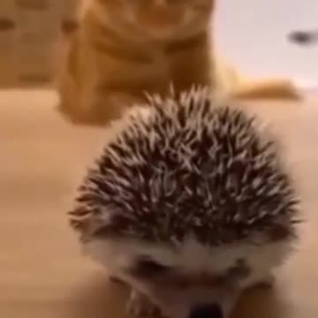 Cutest Kitty and Puppy 2021 compilation