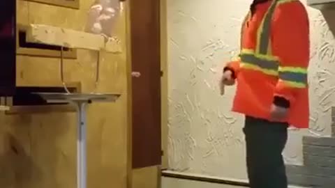 A great anger to a parrot because of s smashing