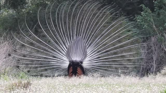 peacock wide wings