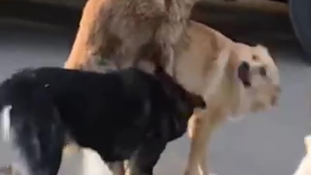 Dogs meeting in Mumbai