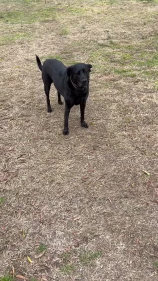 If you don’t like animals something is wrong with you!