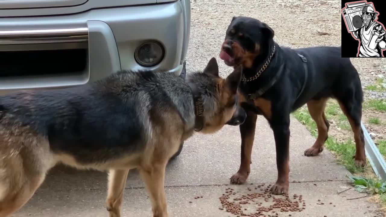 Standoff between Rottweiler and German Shepherd