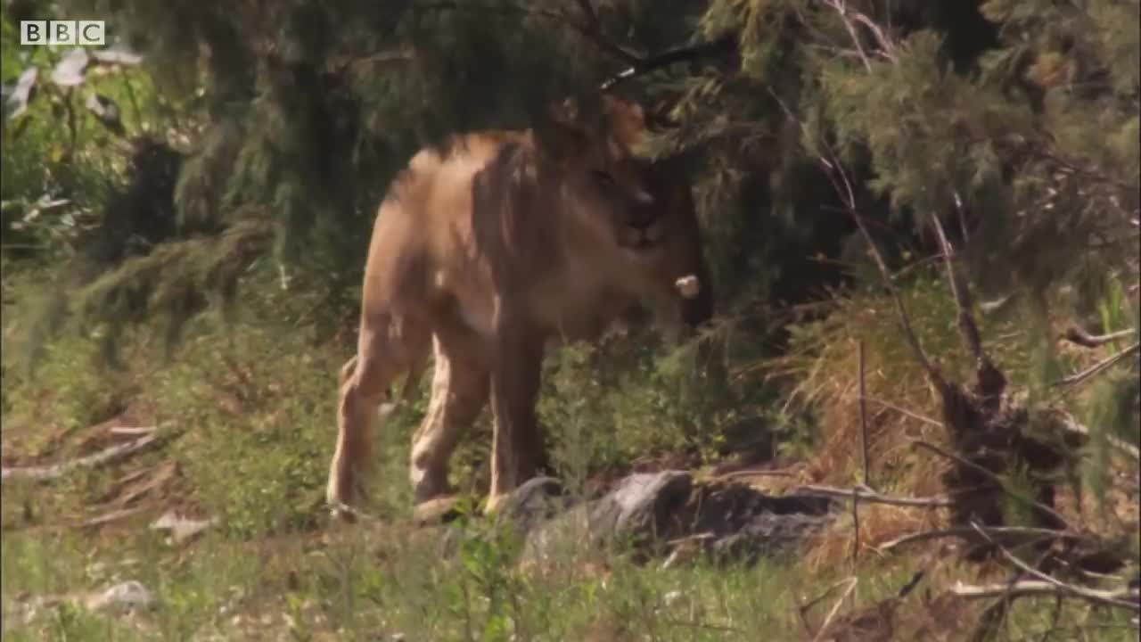 Two Lions Take on Oryx | Natural World: Desert Lions | BBC Earth