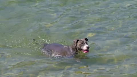 dog swim very good