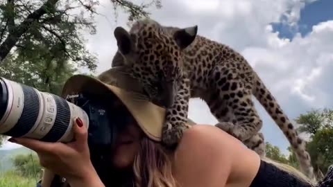 Baby cheetah