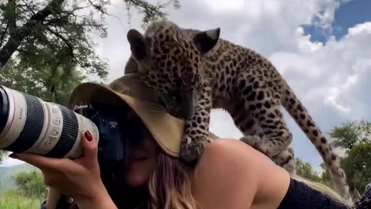 Baby cheetah