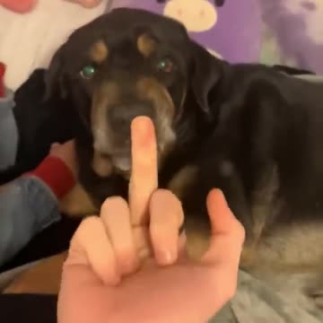 My Dog Has a Pure Heart