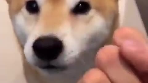DOG DESTROYED