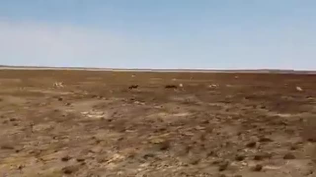 SPRINGBOK VS DOGS - HUNTING