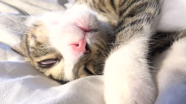 Funny Dreaming Cat Moves In His Sleep