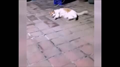 🔥The parrot talks adorable with the cat.💥 What a wonderful fight the cat does with the puppy❤️.