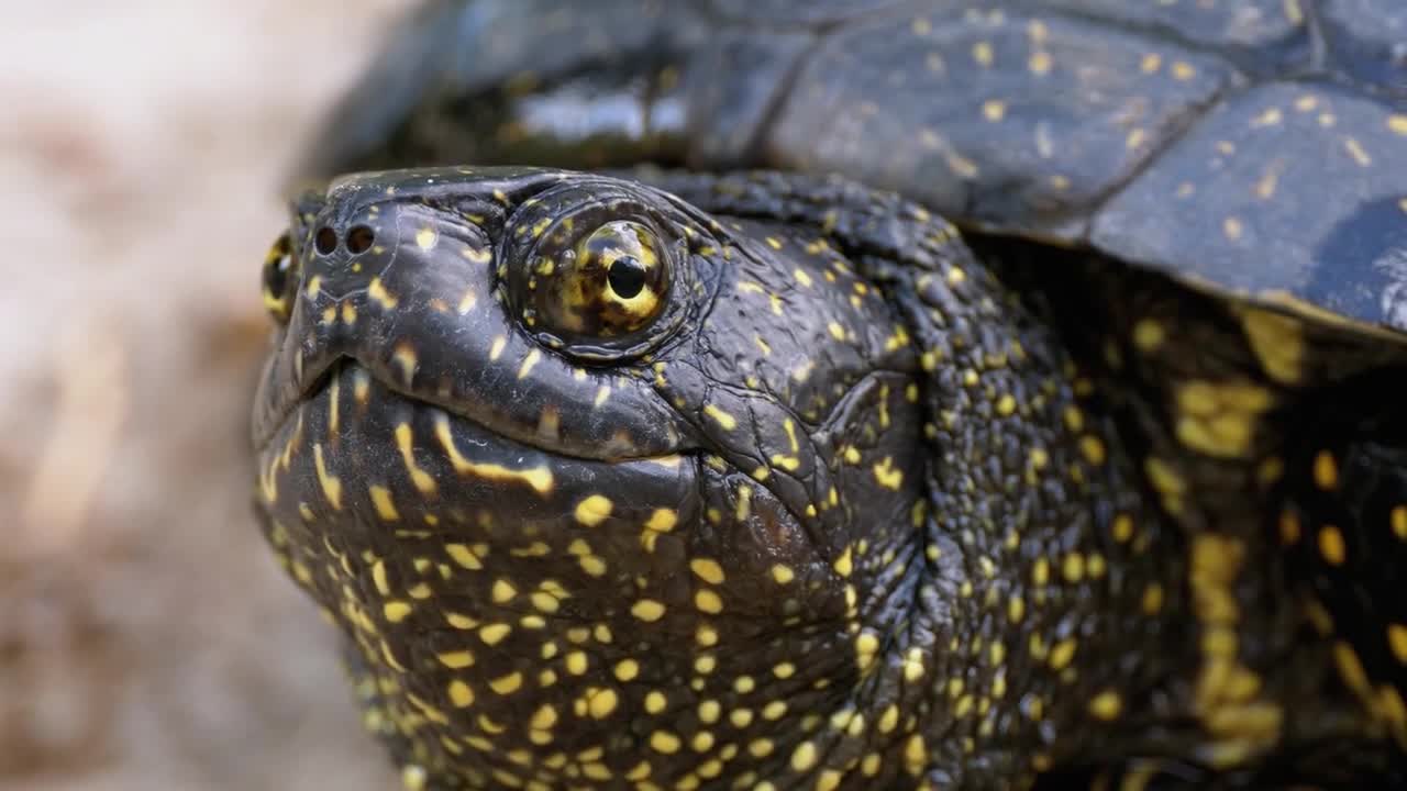 side portrait of a european tortoise