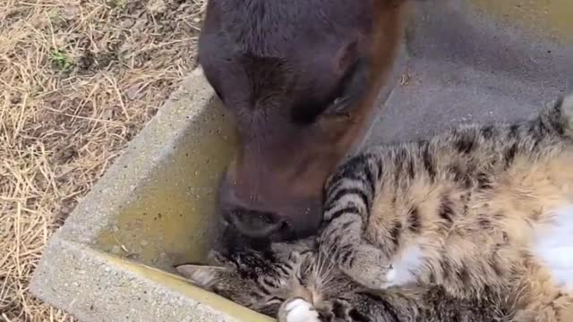 Funny Animals - Cats and Dogs Being Funny Compilation