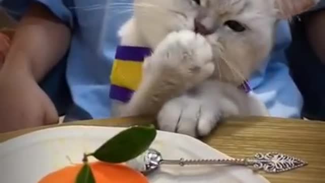 Lovely Cat black cat cats funny cats funny cat video3