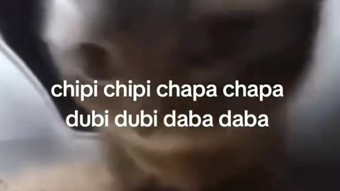 Chipi chipi chapa chapa with my cat 😺😂🤙