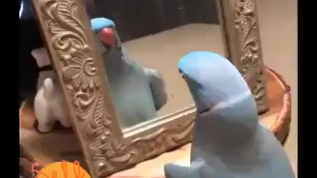 Parrot fond of himself 😂😂😂😂 JustaMoment