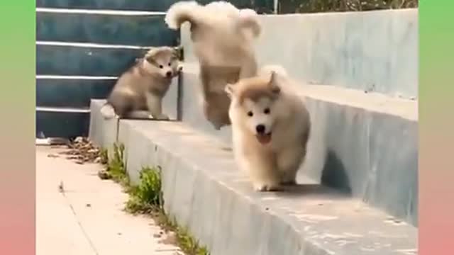 So amazing dog playing with puppies 😍😍😍